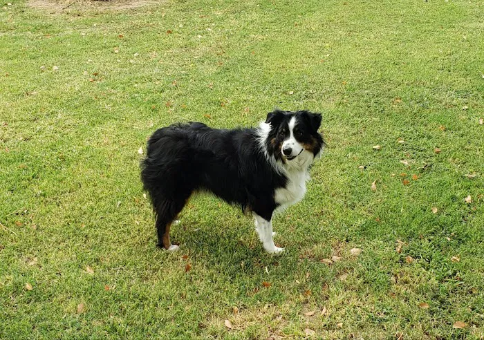 Happy Endings In Home Pet Euthanasia Picture 8