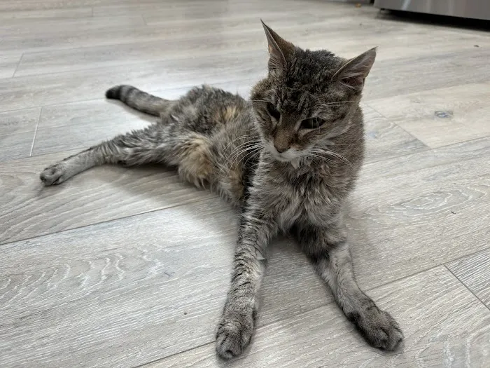 Happy Endings In Home Pet Euthanasia Picture 1