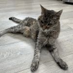 Happy Endings In Home Pet Euthanasia