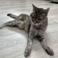 Happy Endings In Home Pet Euthanasia ico