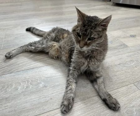 Happy Endings In Home Pet Euthanasia