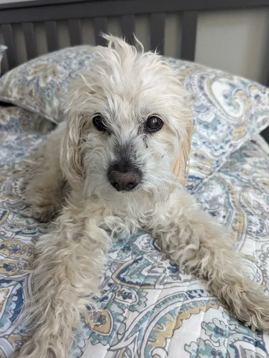 Happy Endings In Home Pet Euthanasia Picture 5