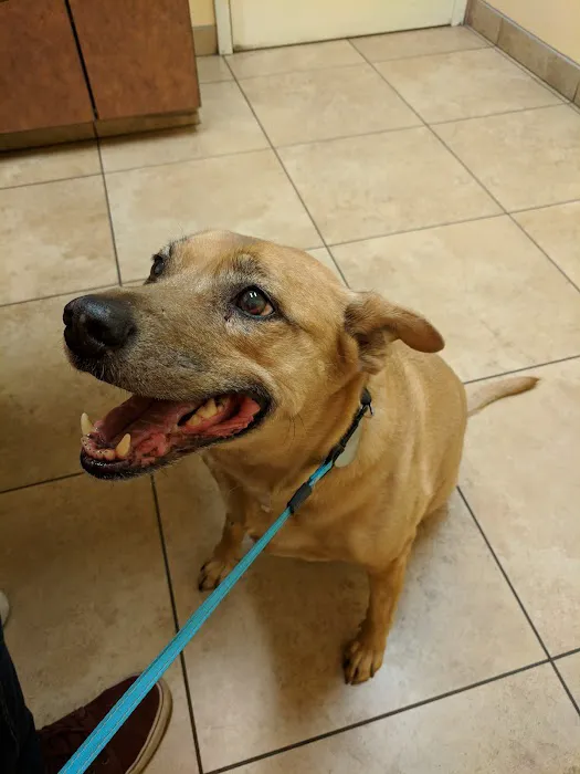 North Kenilworth Veterinary Care Picture 4