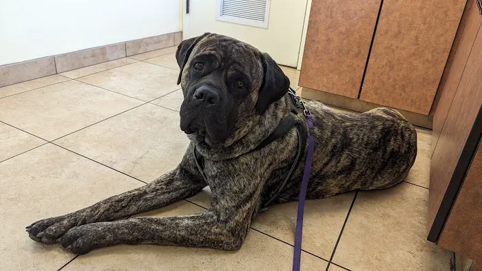 North Kenilworth Veterinary Care Picture 1