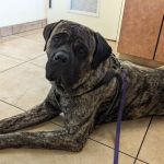 North Kenilworth Veterinary Care