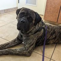 North Kenilworth Veterinary Care ico