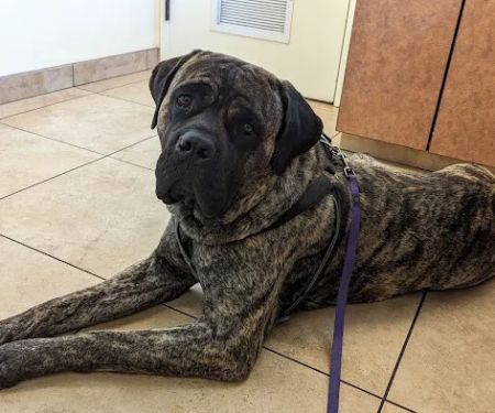 North Kenilworth Veterinary Care