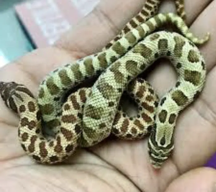 AE Herps and Exotics Picture 1