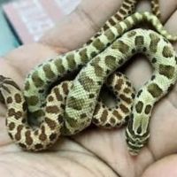 AE Herps and Exotics ico