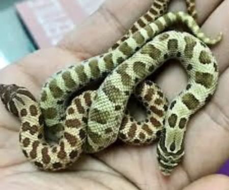 AE Herps and Exotics
