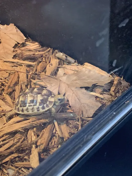 Reptiles Picture 6