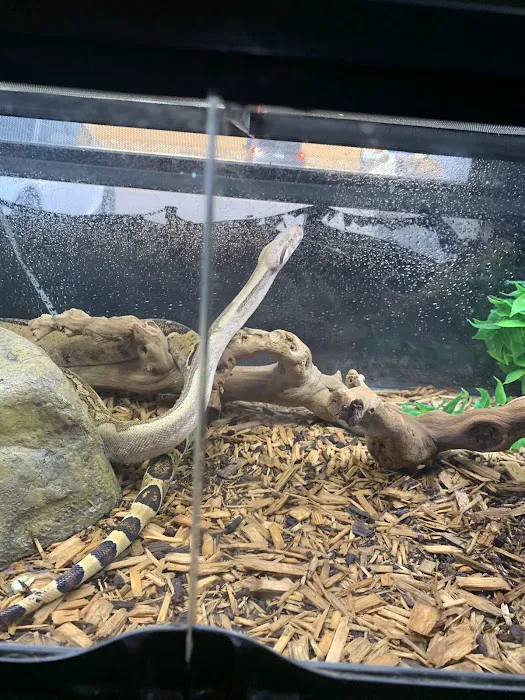 Reptiles Picture 10