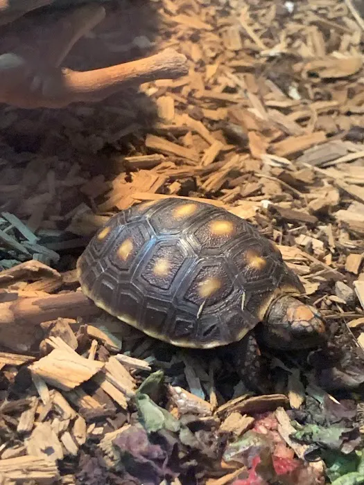 Reptiles Picture 8