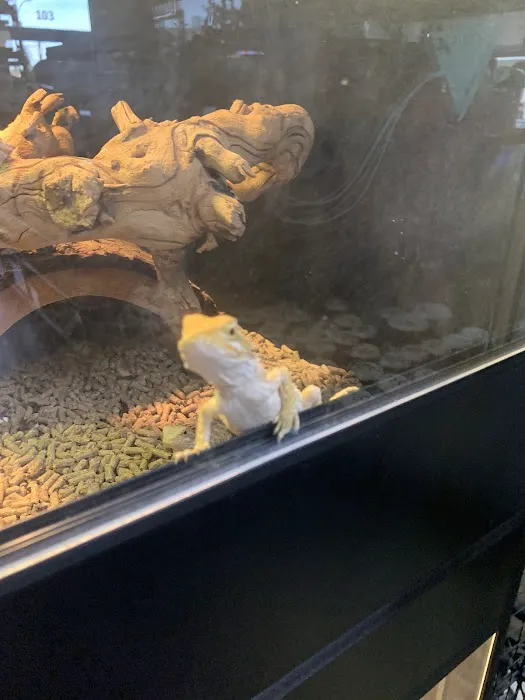 Reptiles Picture 5