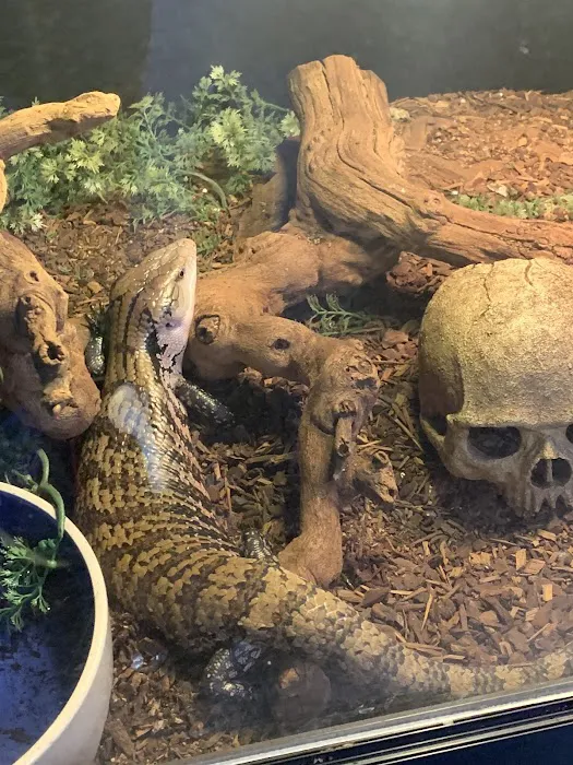 Reptiles Picture 4