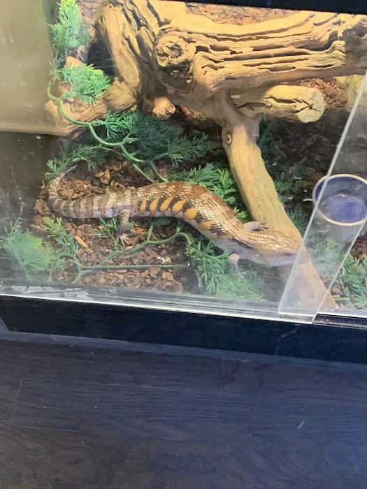 Reptiles Picture 2