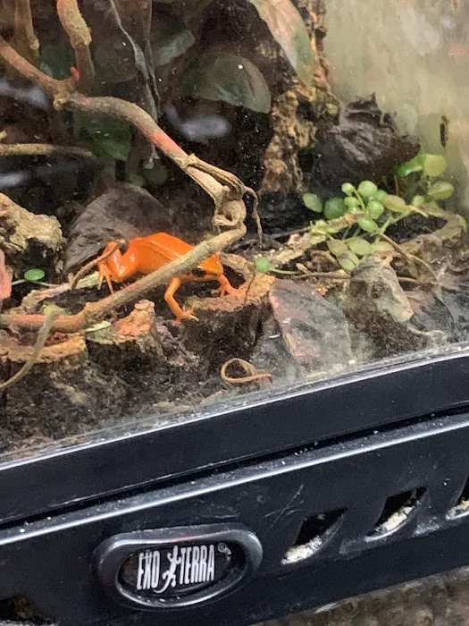 Reptiles Picture 7