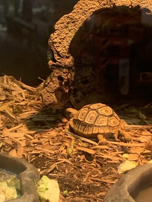 Reptiles Picture 3