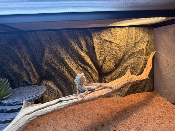 Reptiles Picture 9