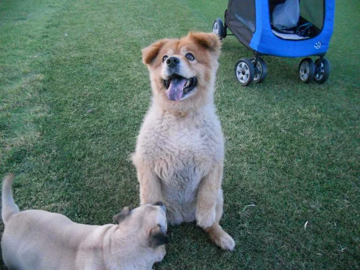 Central Phoenix Animal Hospital Picture 5