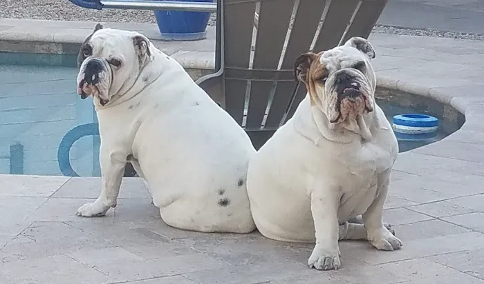 Central Phoenix Animal Hospital Picture 10