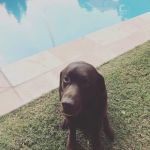 Central Phoenix Animal Hospital