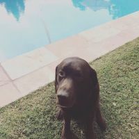 Central Phoenix Animal Hospital ico