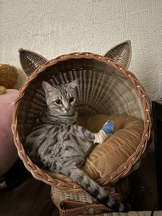Phoenix Dog Cat Bird Hospital Picture 4