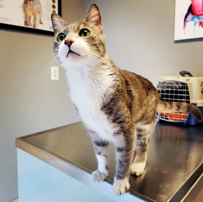Phoenix Dog Cat Bird Hospital Picture 5