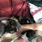 Phoenix Dog Cat Bird Hospital