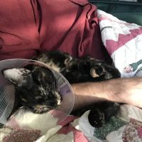 Phoenix Dog Cat Bird Hospital ico