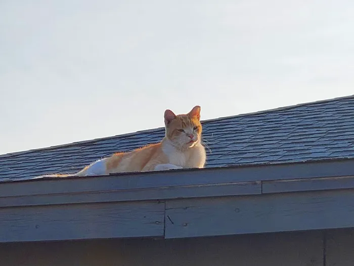 Alta Vista Veterinary Hospital Picture 3
