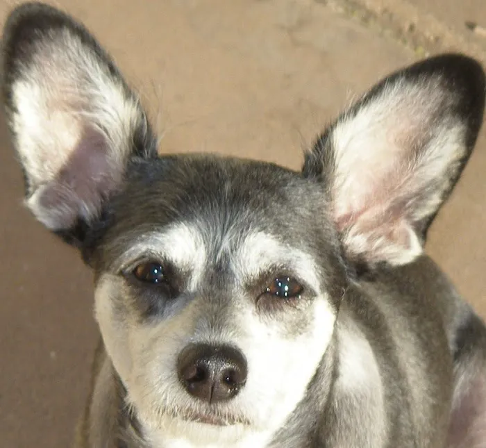 Alta Vista Veterinary Hospital Picture 10