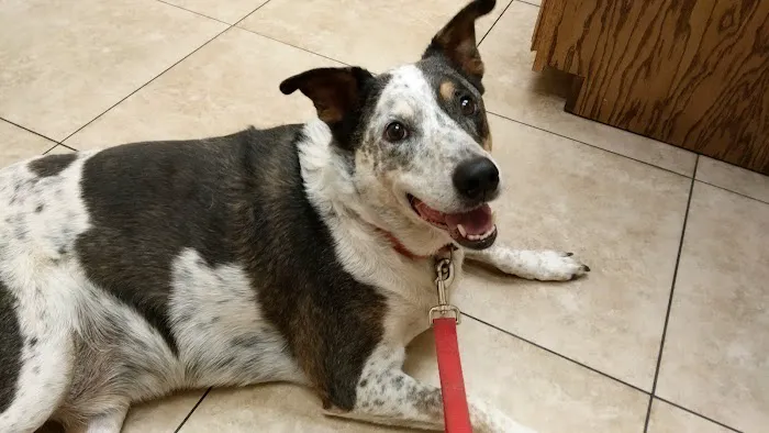 Alta Vista Veterinary Hospital Picture 1