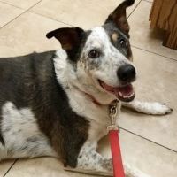 Alta Vista Veterinary Hospital ico