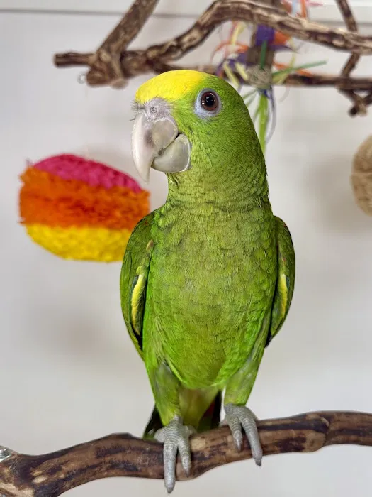 VCM Bird Land, Bird Store Picture 1