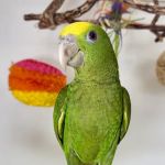 VCM Bird Land, Bird Store