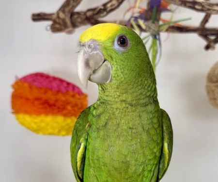 VCM Bird Land, Bird Store