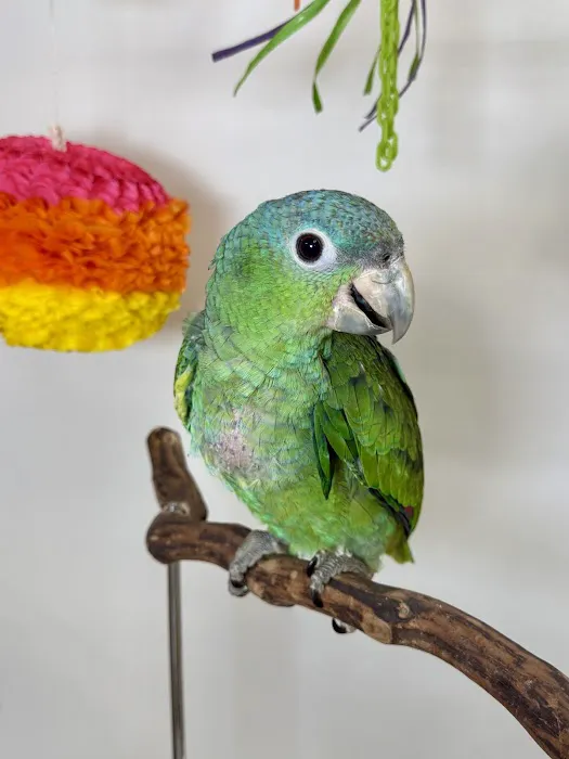 VCM Bird Land, Bird Store Picture 6