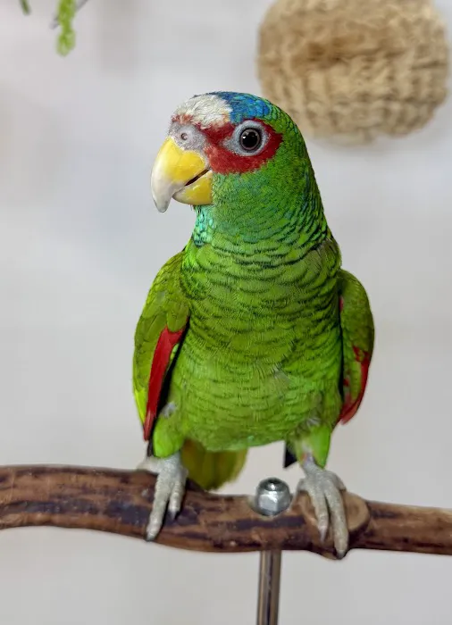 VCM Bird Land, Bird Store Picture 4