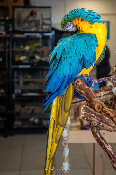 VCM Bird Land, Bird Store Picture 8