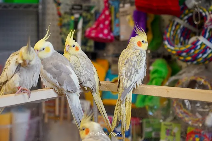 VCM Bird Land, Bird Store Picture 7