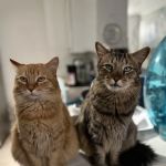 Camelback Animal Clinic