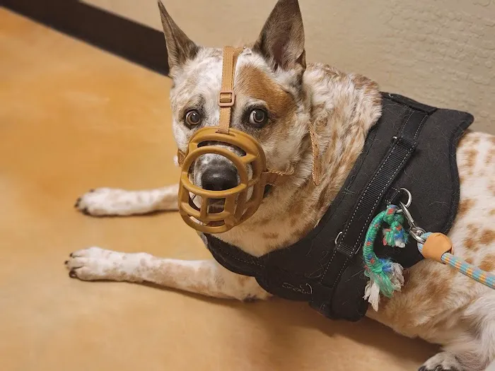 Camelback Animal Clinic Picture 9