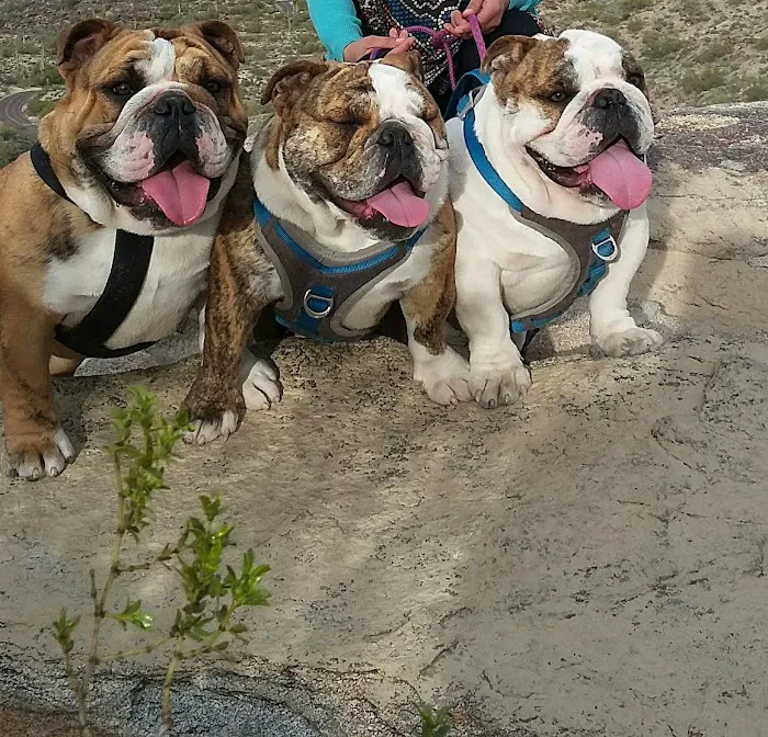 Christown Animal Hospital Picture 9