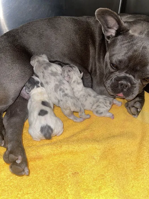 Christown Animal Hospital Picture 7