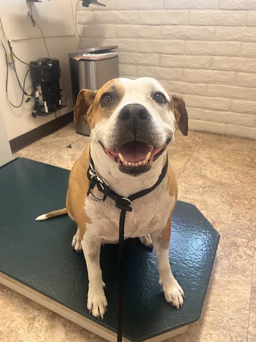 Christown Animal Hospital Picture 1
