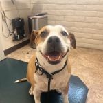 Christown Animal Hospital