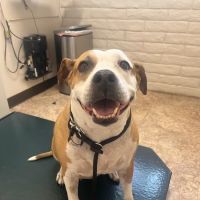 Christown Animal Hospital ico