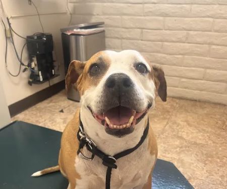 Christown Animal Hospital
